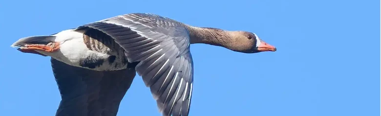 Flyvende blisgås. Hvid stribe i svingfjerene på vingerne. Hvid blis på panden.