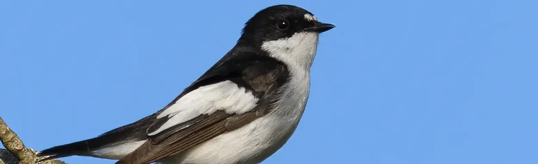 Broget fluesnapper. To hvide pletter i panden, karakteristiske hvide aftegninger på de mørke vinger og helt hvid underside.