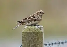 Lapværling