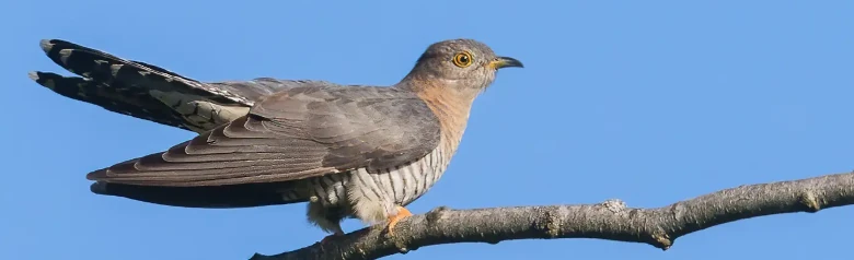 Gøg. Falkelignende med lange spidse vinger og lang hale. Askegrå med mørkere hale og vinger, lys underside med mørke tværbånd.