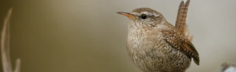 Gærdesmutte. Set forfra på en gren. Lille rustbrun fugl med en hale, der peger opad.