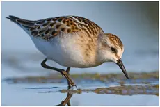 Dværgryle