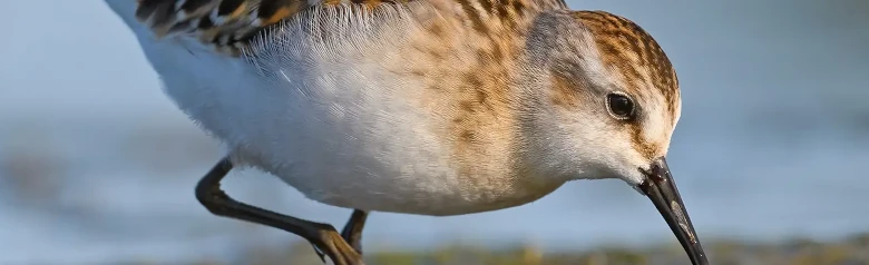 Dværgryle