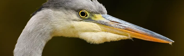 Fiskehejre. Kun hovedet er synligt. Lys hals, kraftigt gult næb og karakteristisk sort stribe bag øjet.