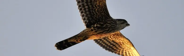 Dværgfalk. Set fra undersiden og op mod himlen. Korte vinger og lang hale.