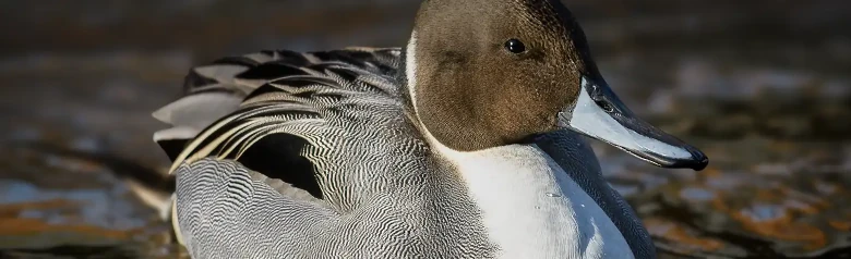 En Spidsand med brunt hoved, hvid hals og grå krop flyder på vandet.