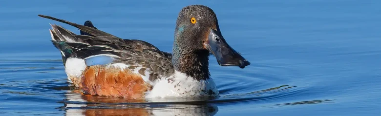 Skeand. Anden ligger på vandet, og det meget brede næb er meget iøjnefaldende. Brun flanke.