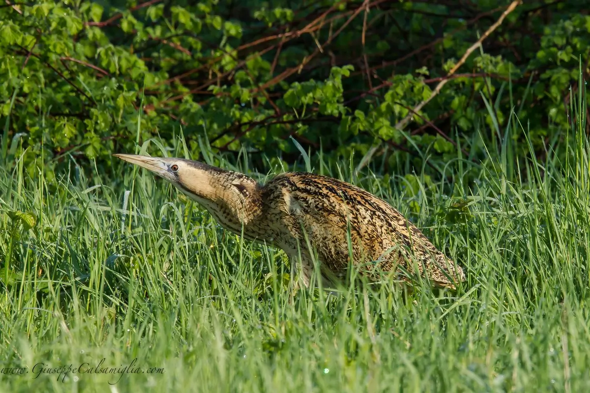 Rørdrum. Her i tæt vegetation. Mellemstor hejre med længdestribet, gyldenbrun fjerdragt.