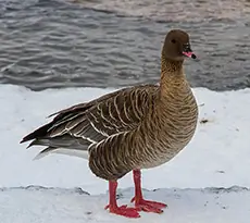 Kortnæbbet Gås