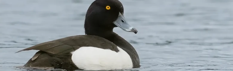 En troldand stirrer direkte ind i kameraet med sine gule øjne.