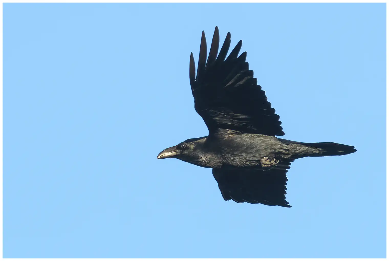 Ravn