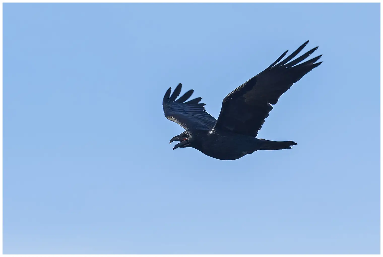 Ravn