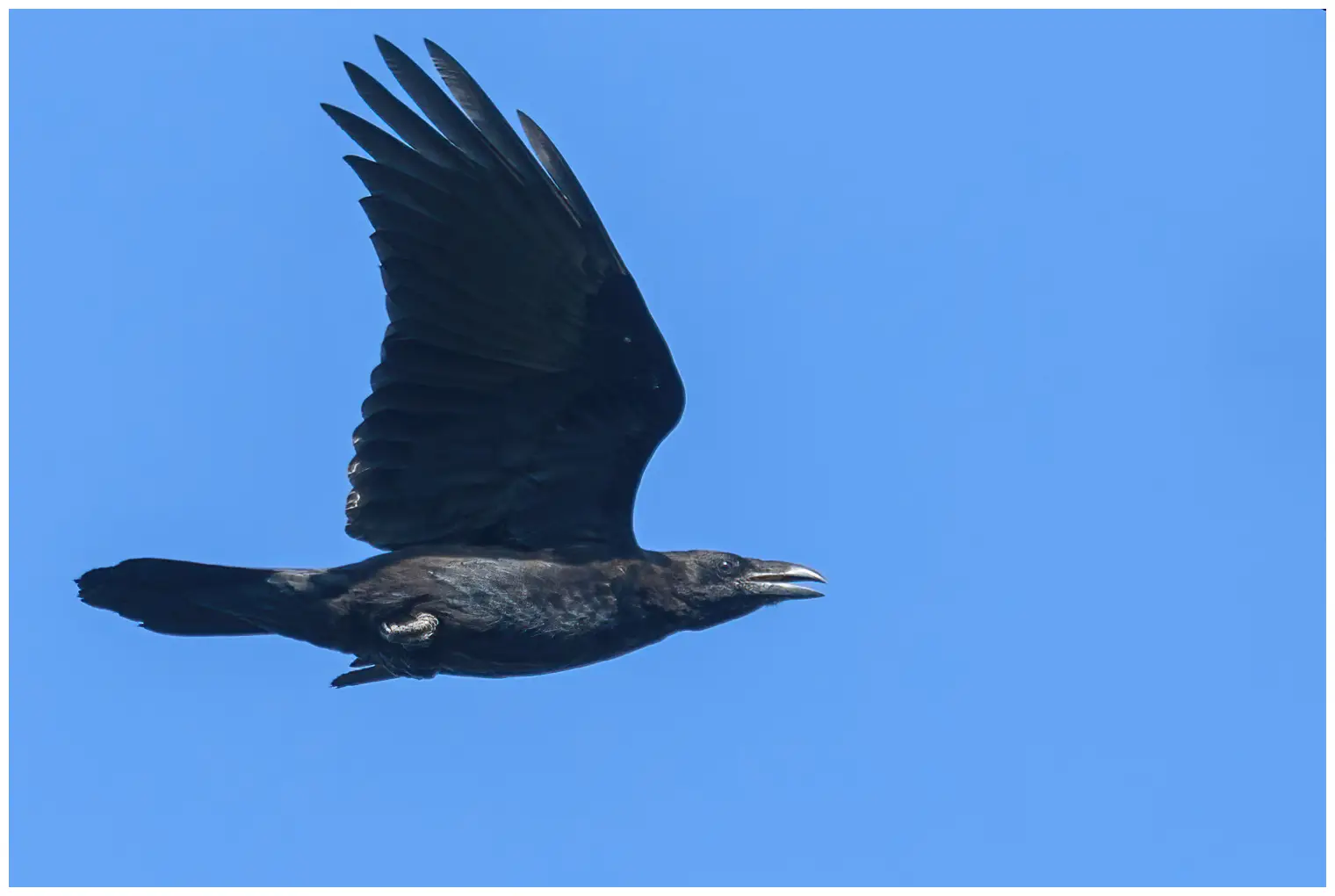 Ravn