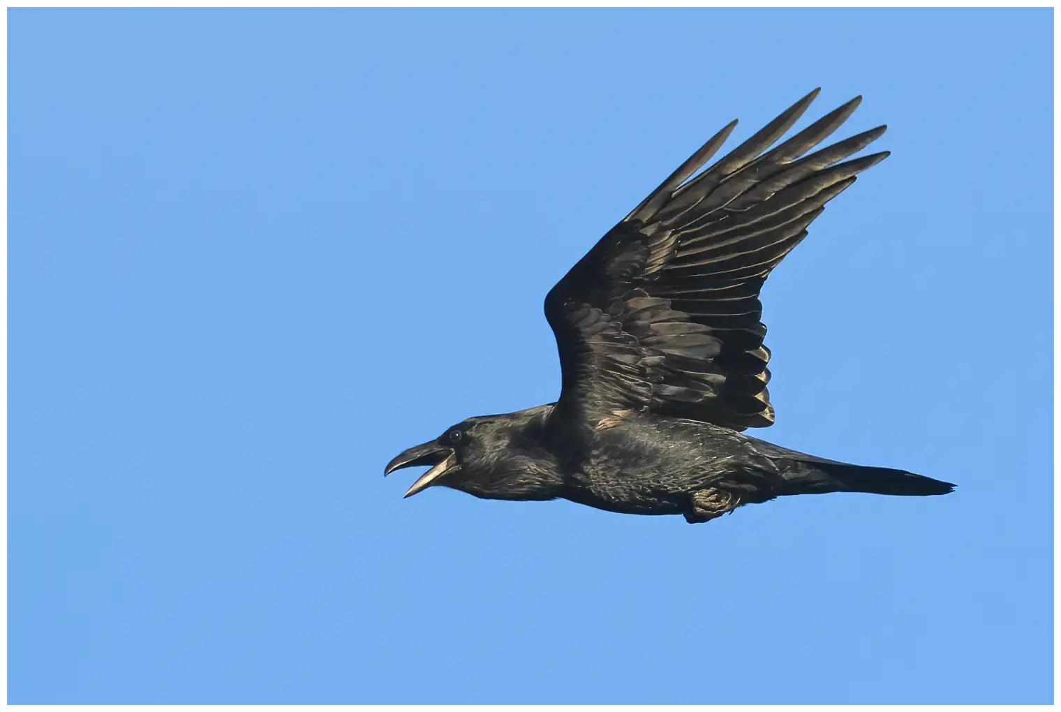 Ravn