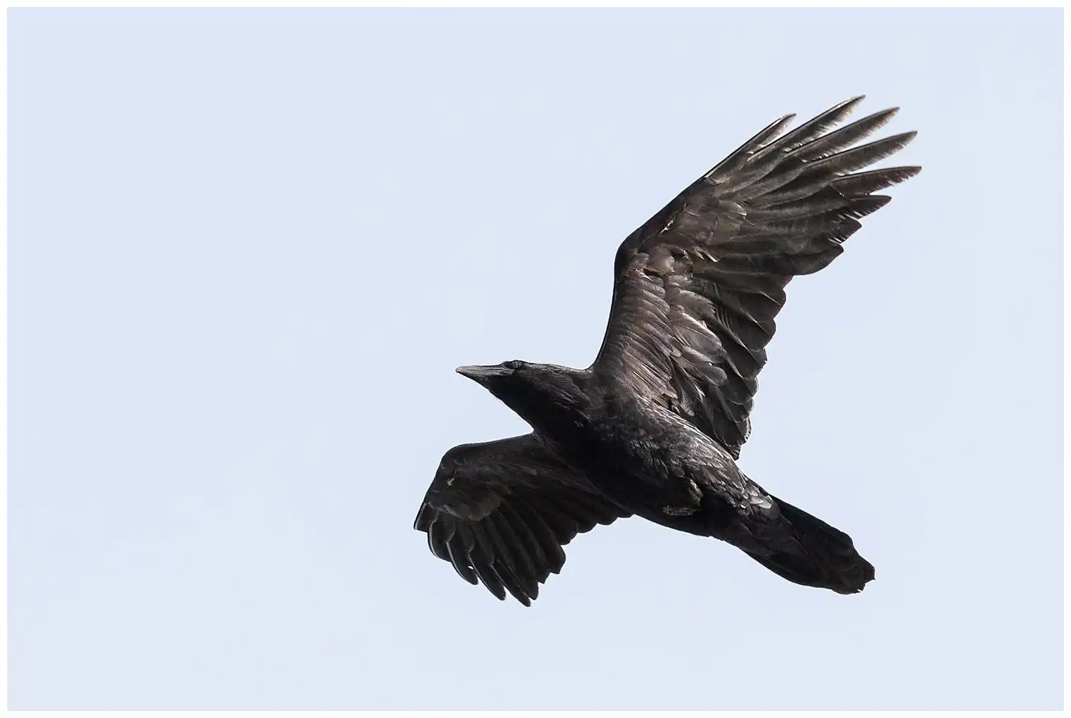 Ravn