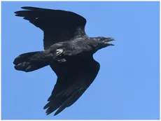Ravn