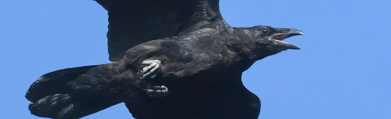 Ravn. Her ses den flyvende mod en blå himmel. Stor fugl med et meget kraftigt næb og kileformet hale.