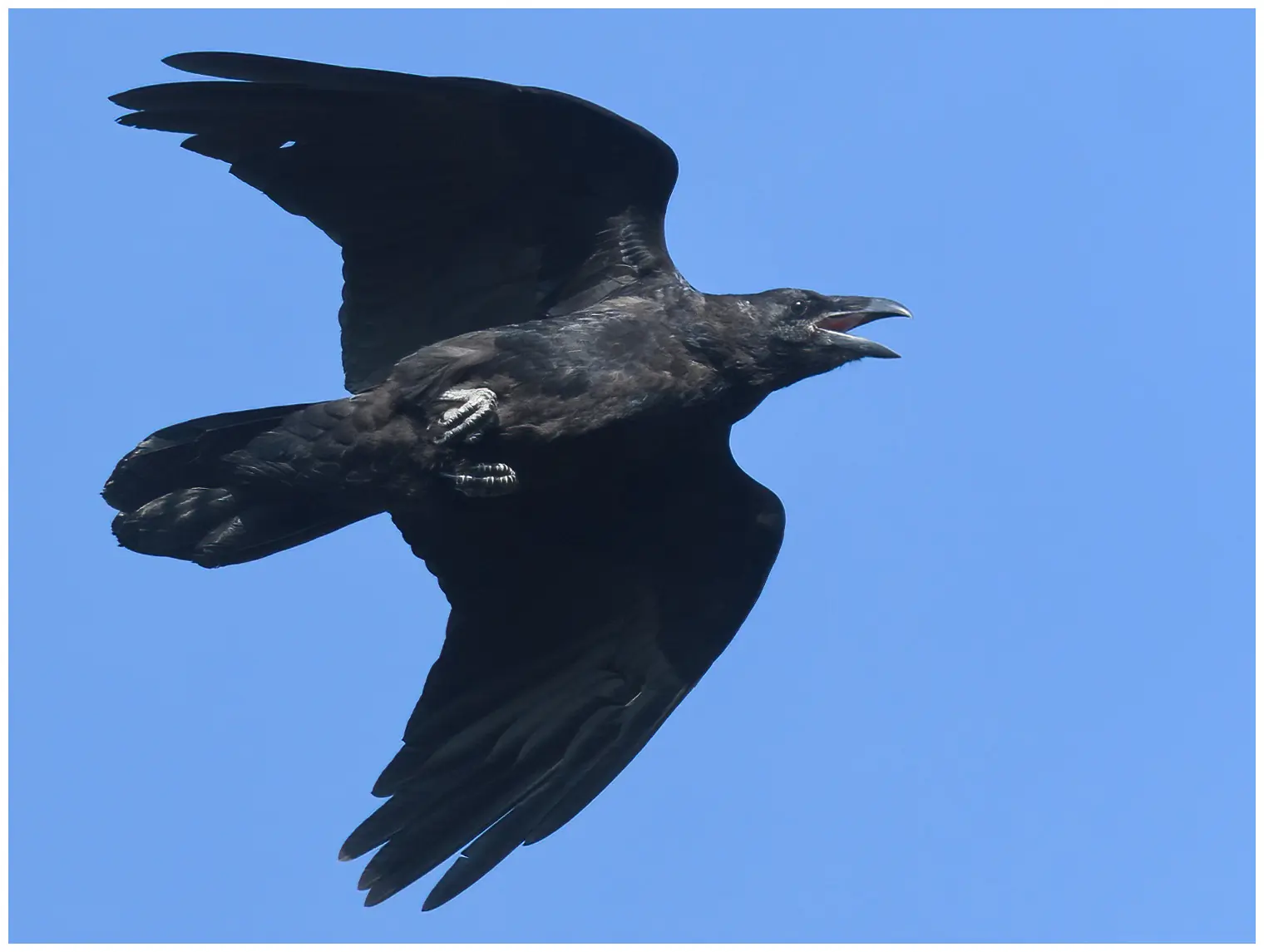 Ravn. Her ses den flyvende mod en blå himmel. Stor fugl med et meget kraftigt næb og kileformet hale.