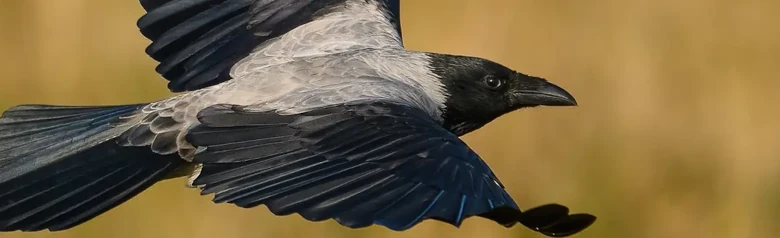 Krage. Flyvende med græs i baggrunden. Fuglen er mest grå, men har sorte vinger, ansigt og bryst.