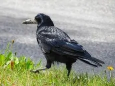 Råge