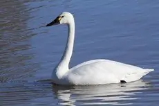 Pibesvane