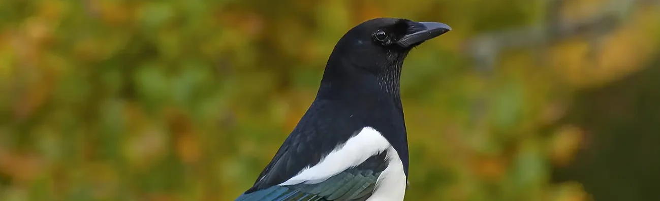 Husskade. Sort og hvid fjerdragt med et metallisk skær på vingerne og på den meget lange hale, som den ofte slår med.