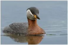 Gråstrubet lappedykker