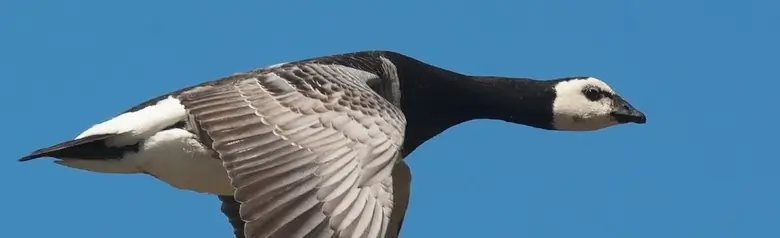 En flyvende bramgås med tydelige sorte og hvide farver. Vingerne peger nedad.