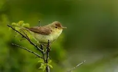 Spottesanger