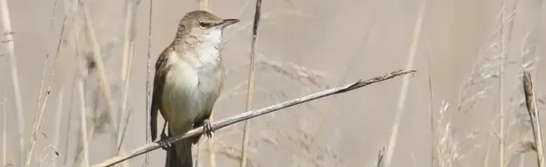 Drosselrørsanger. Her sidder den i en rørskov. Fuglen har brun overside og lys underside med beigefarvede kropssider. Lys øjenstribe.