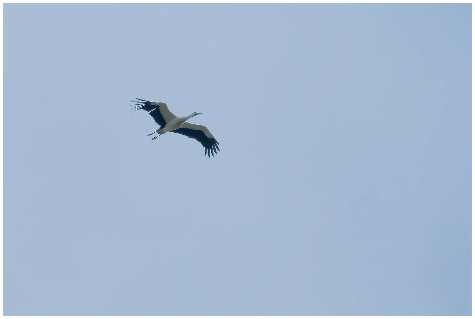 Hvid Stork