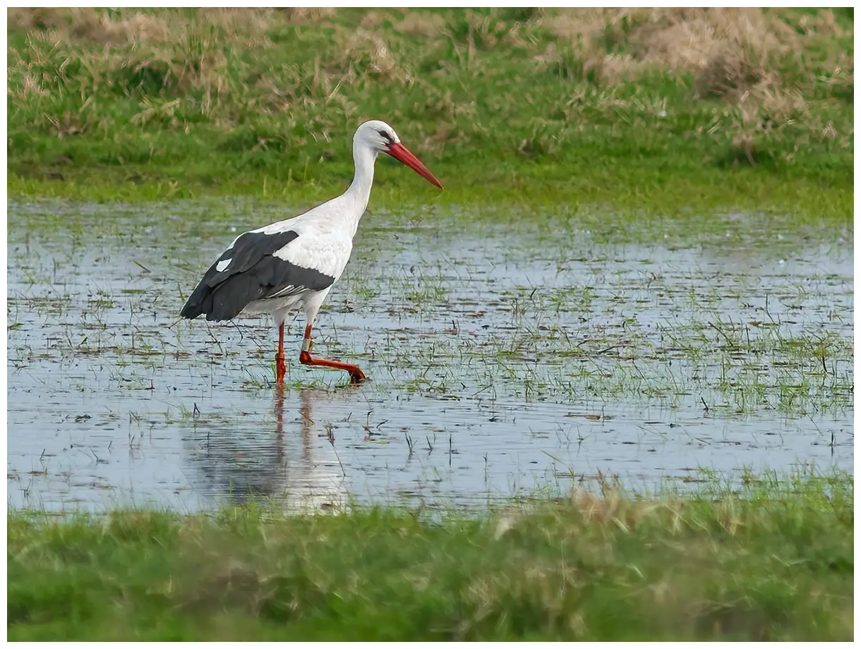 Hvid Stork