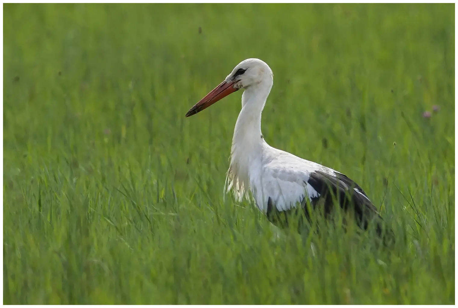 Hvid Stork