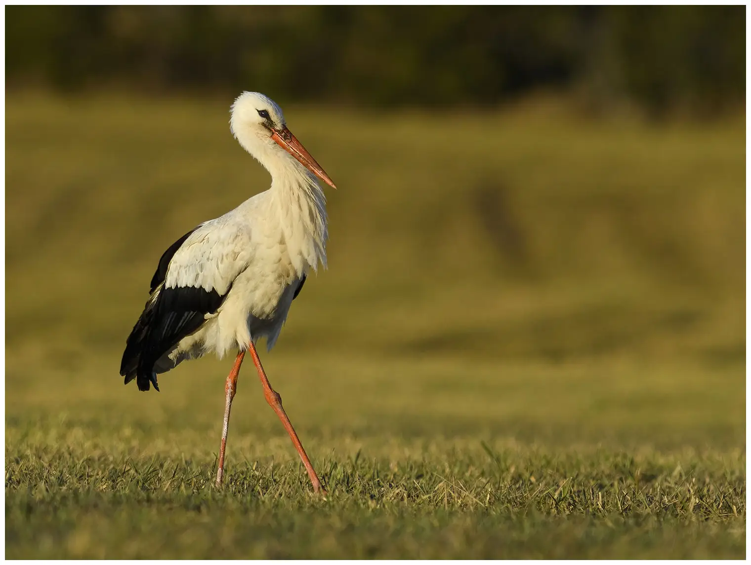 Hvid Stork