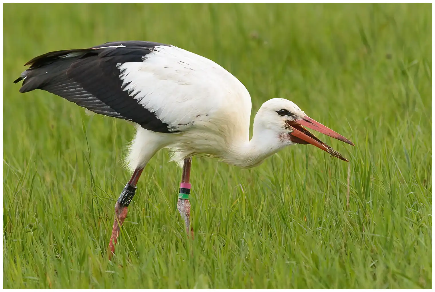Hvid Stork