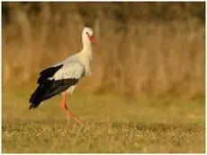 Hvid Stork