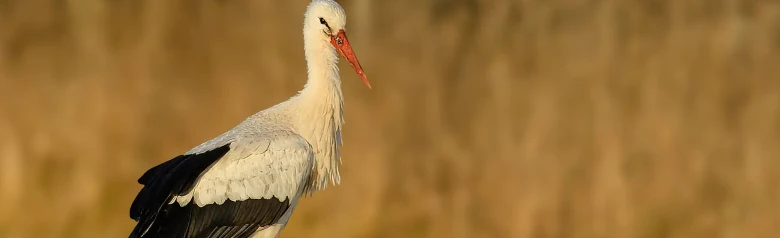Hvid Stork