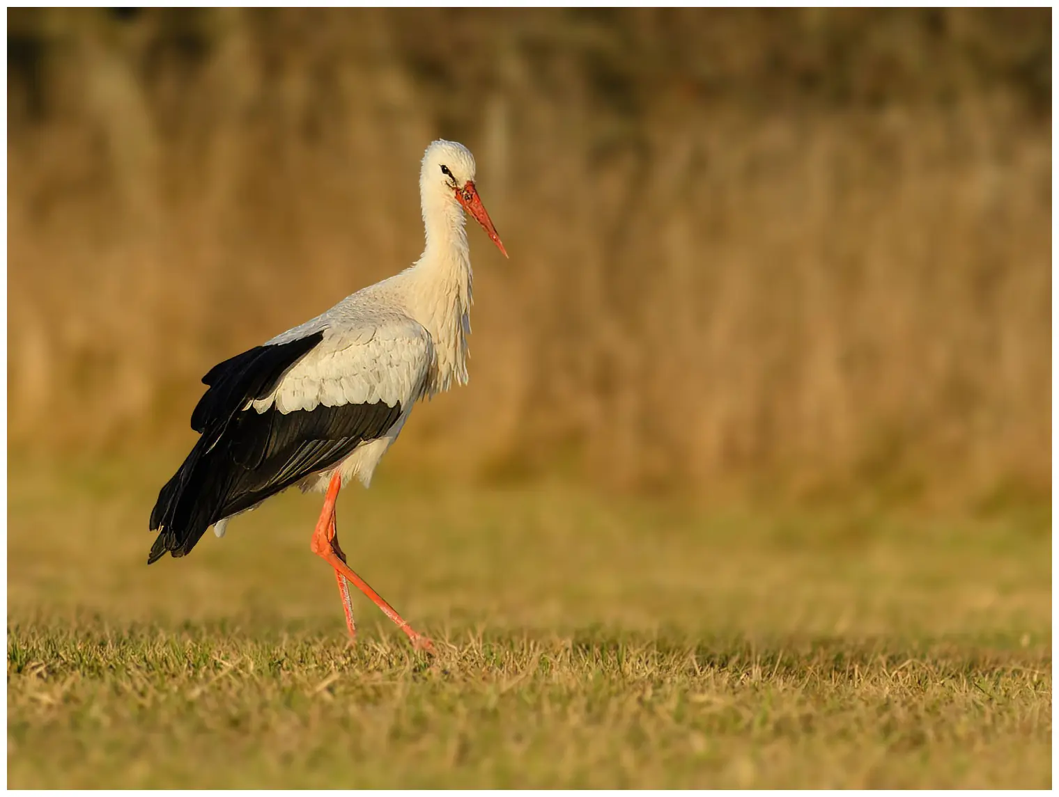 Hvid Stork