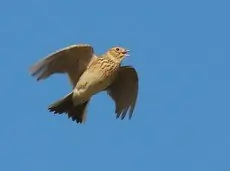 Sanglærke