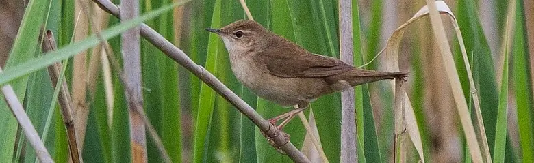 Savisanger. Her sidder den i en rørskov. Brun fjerdragt og lysere underside.