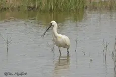 Skestork