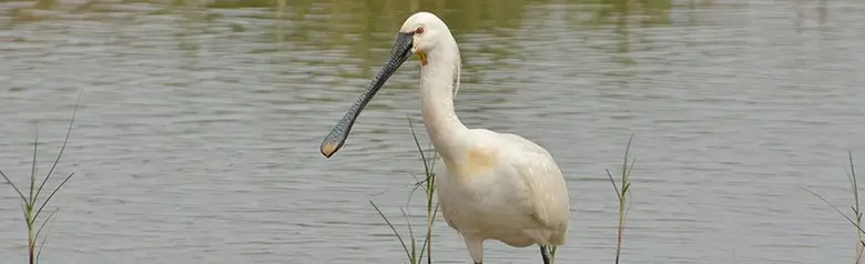 Skestork