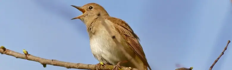 Sydlig Nattergal. Den sidder på en gren og synger tydeligt sin velkendte sang. Dens næb er åbent.