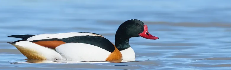 Gravand. En stor and med rødt næb og sort hoved. Brune aftegninger i den ellers sort-hvide fugl.