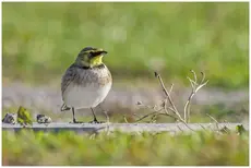 Bjerglærke
