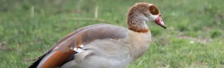 Nilgås. Går her på land. Spraglet fjerdragt med brun øjenmaske, lange blegrøde ben og næb i samme farve.