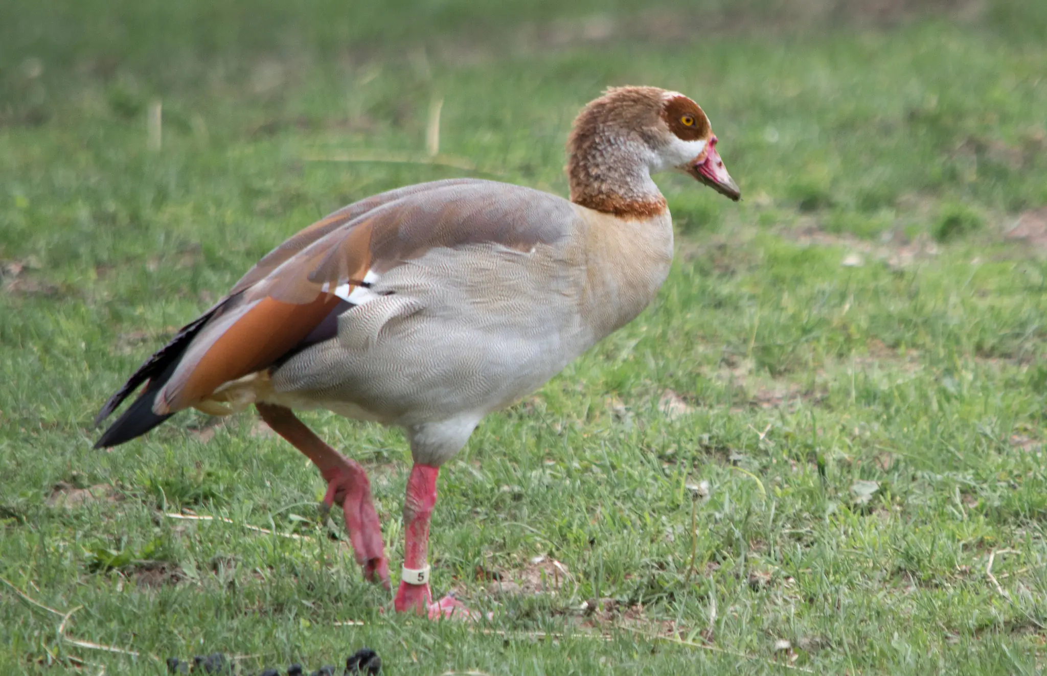 Nilgås. Går her på land. Spraglet fjerdragt med brun øjenmaske, lange blegrøde ben og næb i samme farve.