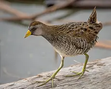 Plettet rørvagtel