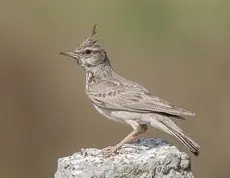 Toplærke