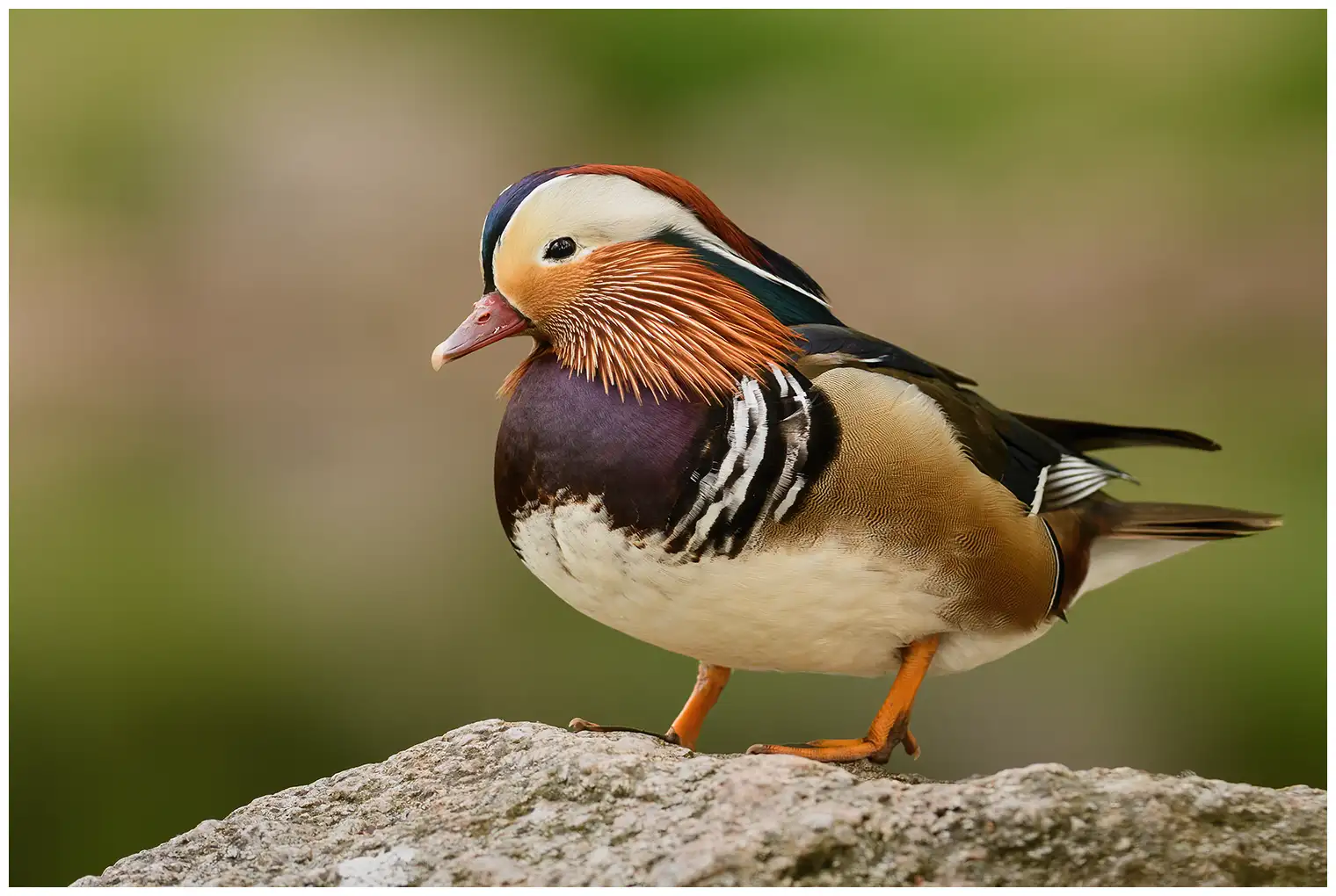 Mandarinand